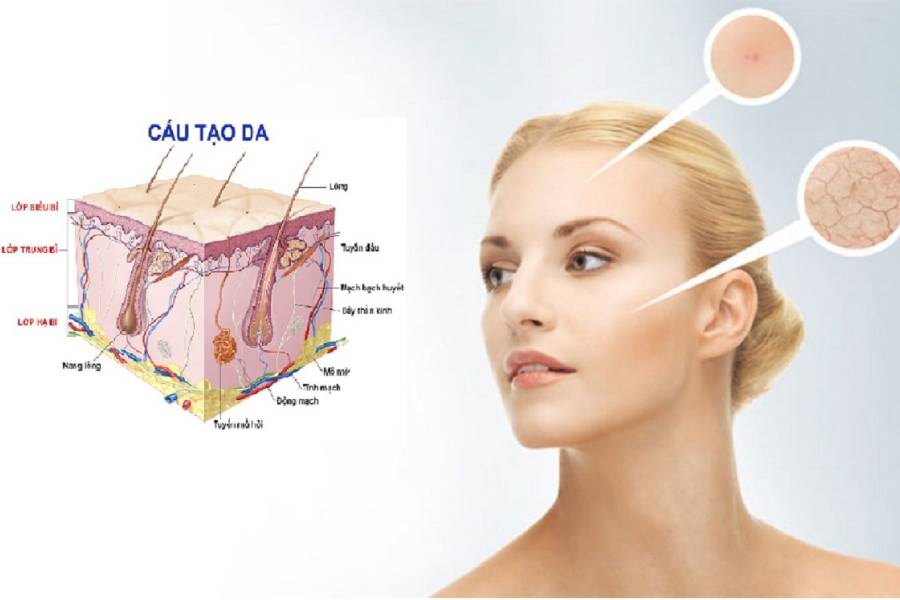 Hình ảnh cấu tạo da ảnh hưởng đến độ dày - mỏng của làn da